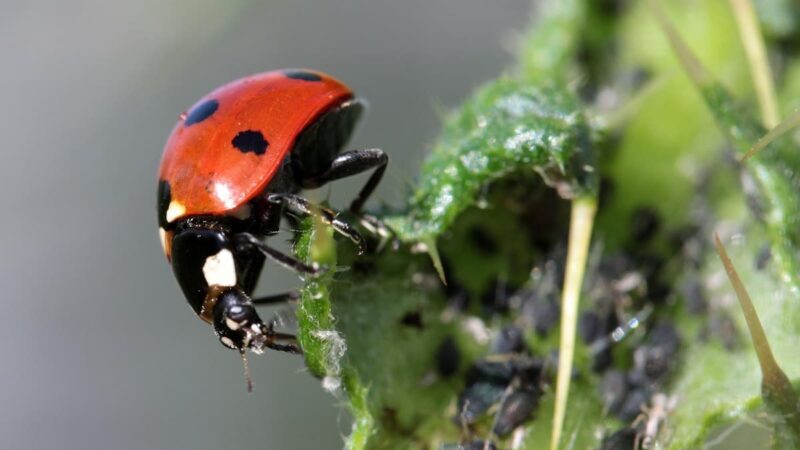 葉の上でアブラムシを捕食しているテントウムシの様子2