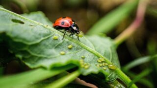 【家庭菜園で気をつけたい】アブラムシの被害とその対策