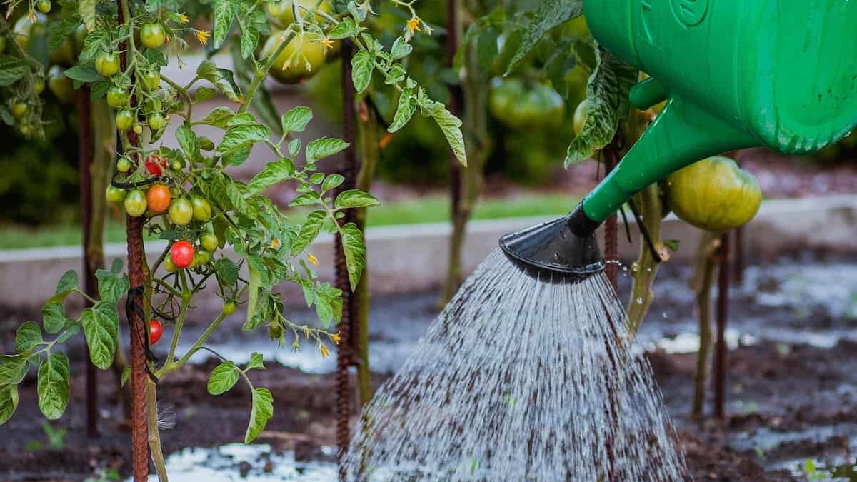 家庭菜園でジョウロを使って野菜に水やりしている様子