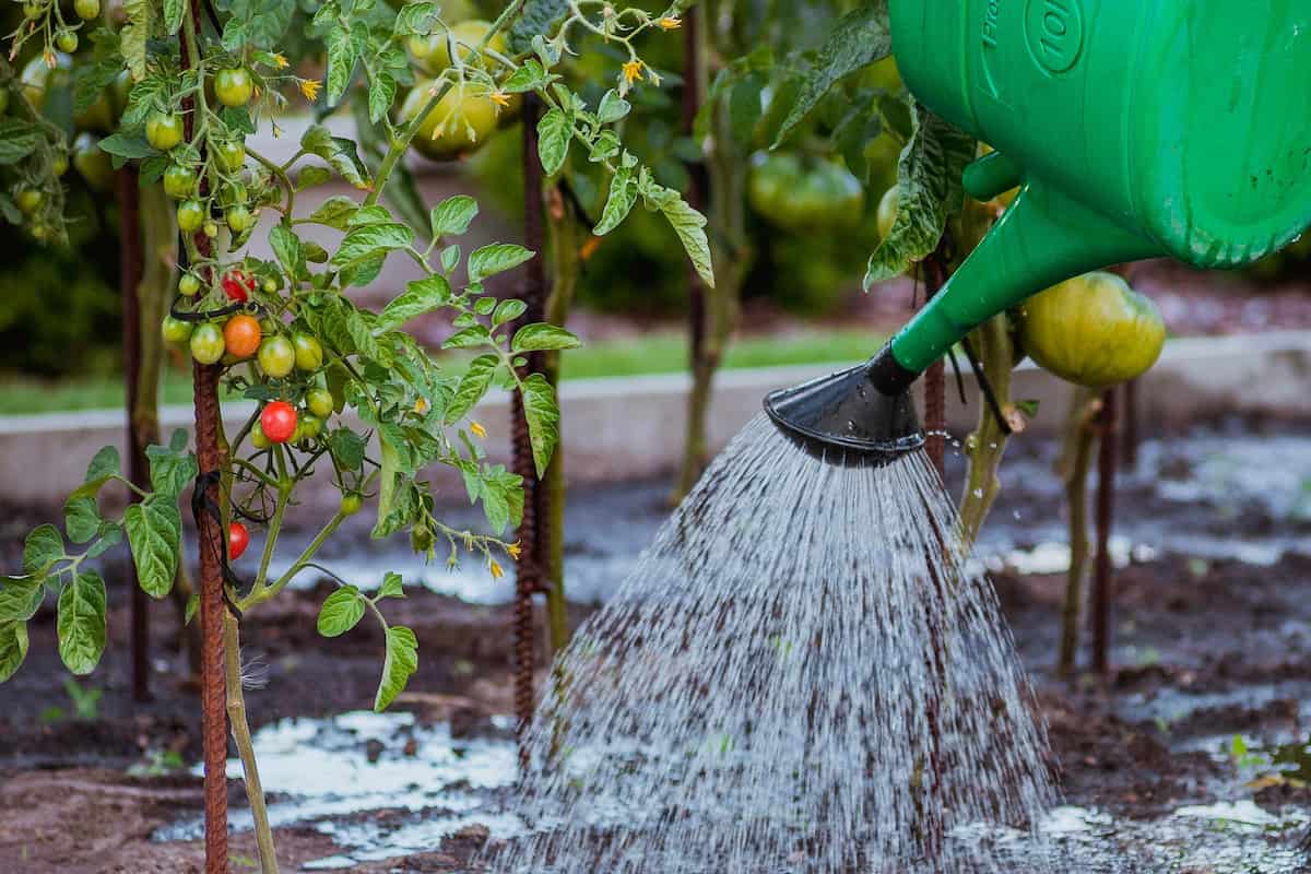 家庭菜園でジョウロを使って野菜に水やりしている様子