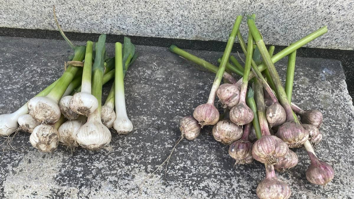 【初心者でも安心!家庭菜園で楽しむ】ニンニク栽培ガイド