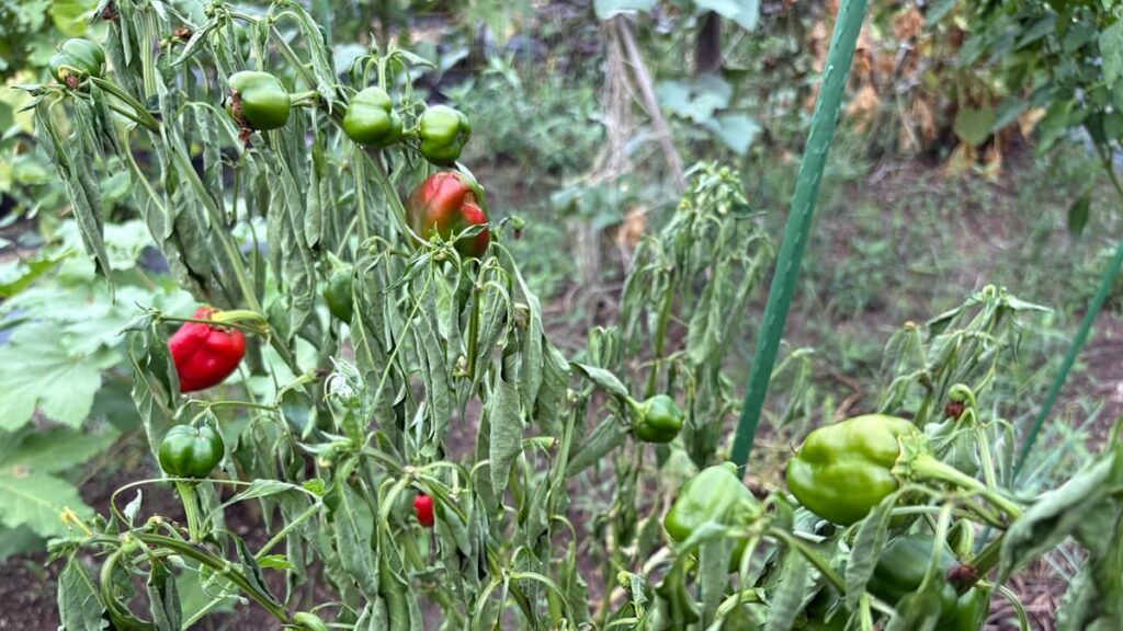 青枯れ病でかれたピーマン