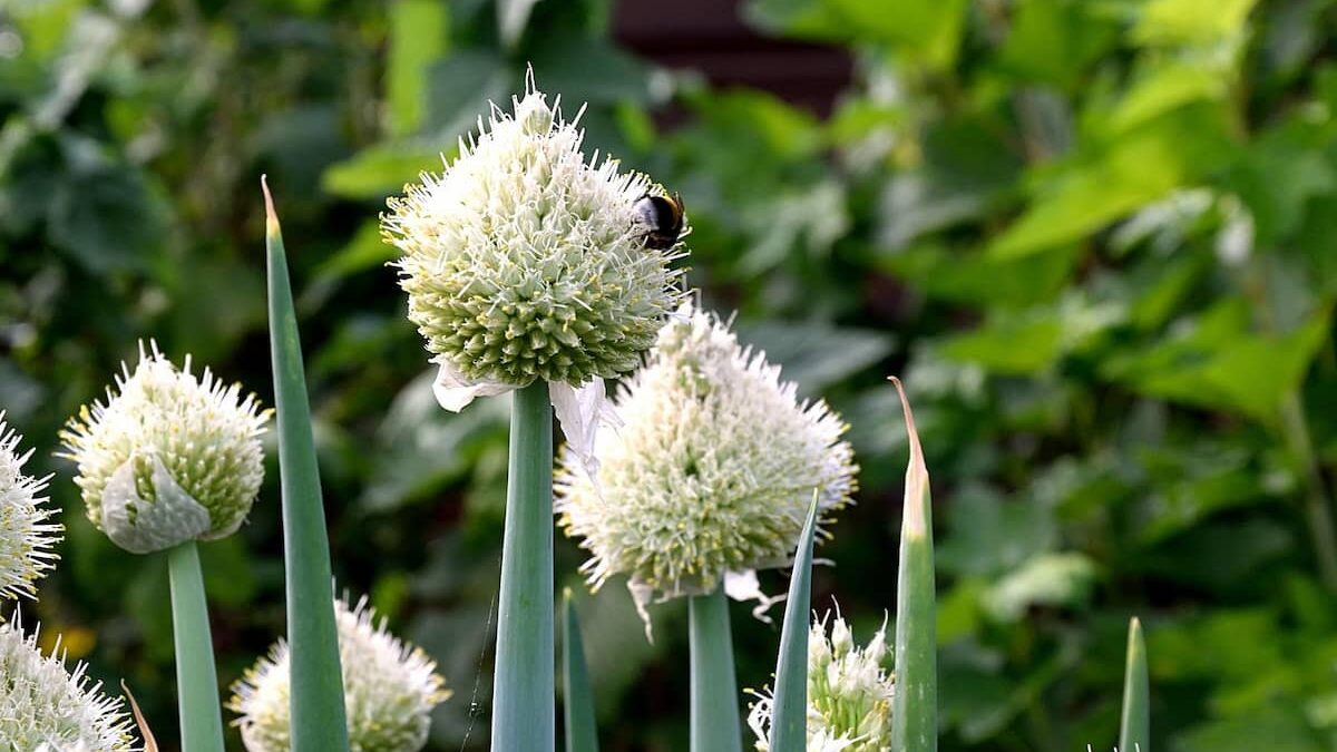 ネギの白い花が茎の先に咲いている様子