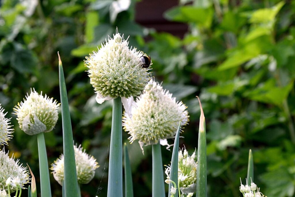 ネギの白い花が茎の先に咲いている様子