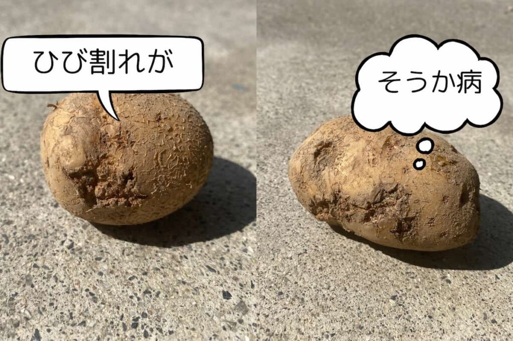 そうか病のジャガイモの写真