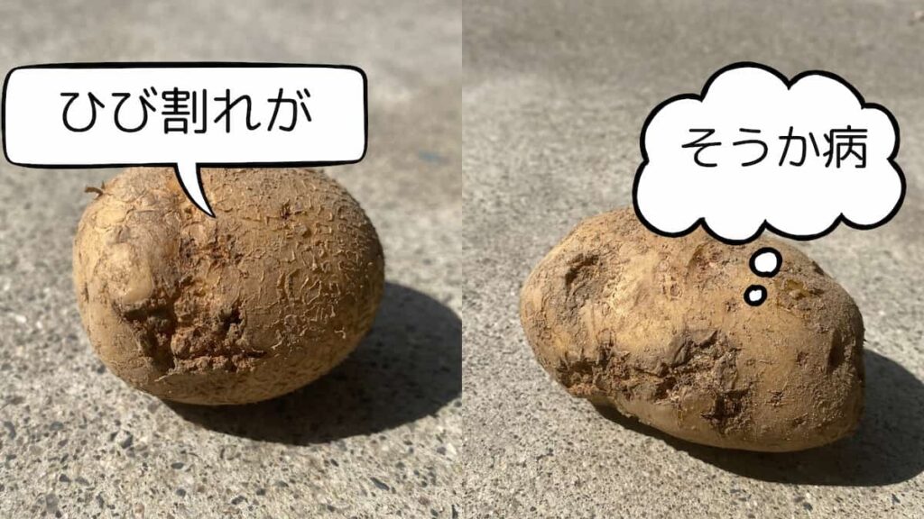 そうか病のジャガイモの写真