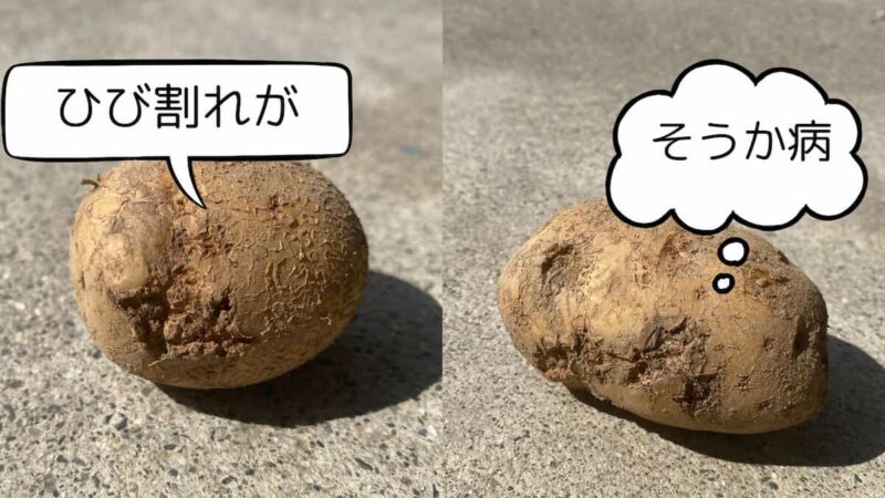 そうか病のジャガイモの写真
