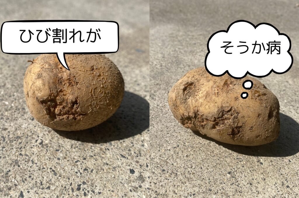 そうか病のジャガイモの写真