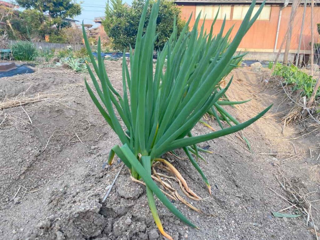 畝に植えた長ネギが順調に育つ様子（2月中旬撮影）