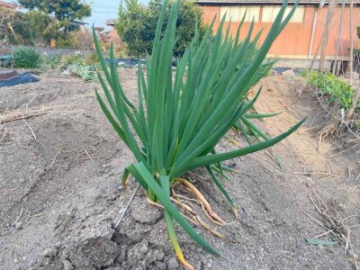 畝に植えた長ネギが順調に育つ様子（2月中旬撮影）
