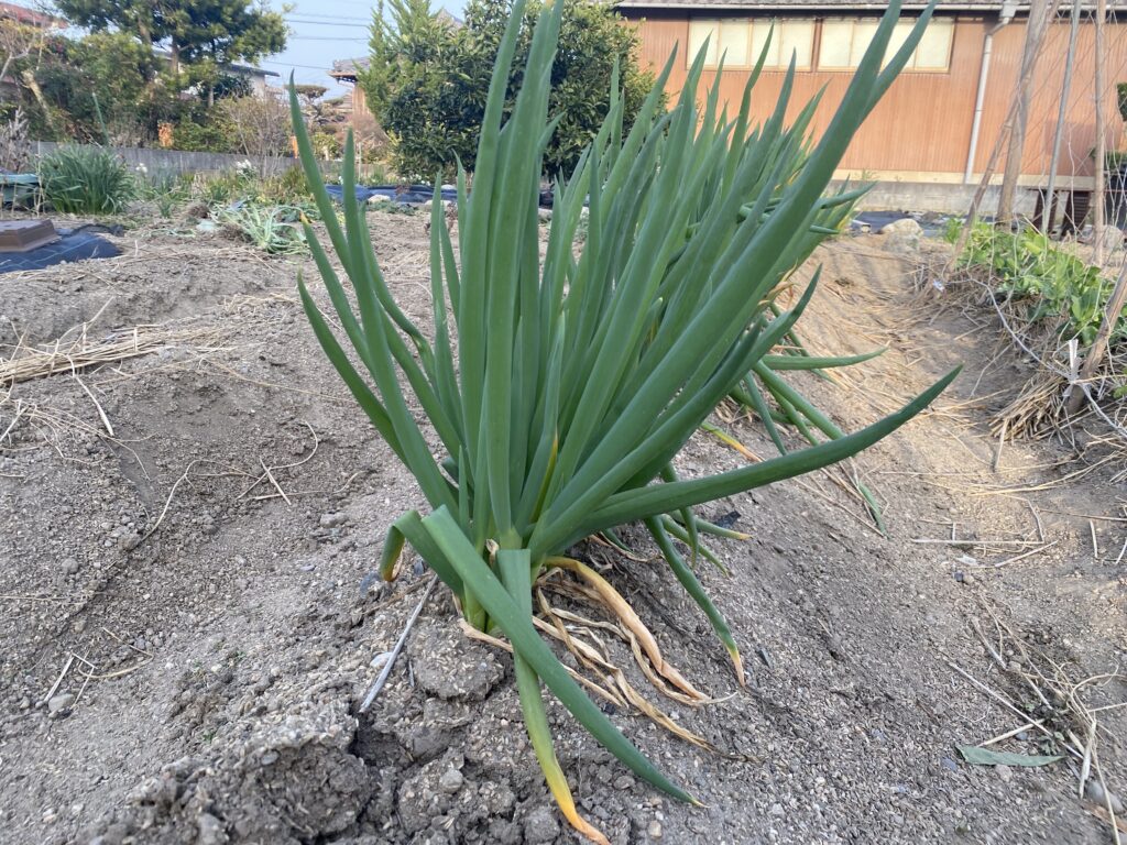 畝に植えた長ネギが順調に育つ様子(2月中旬撮影)