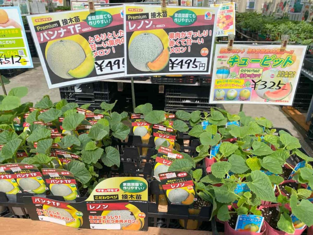 メロンの接ぎ木苗