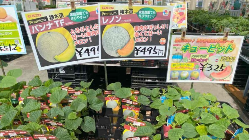 メロンの接ぎ木苗