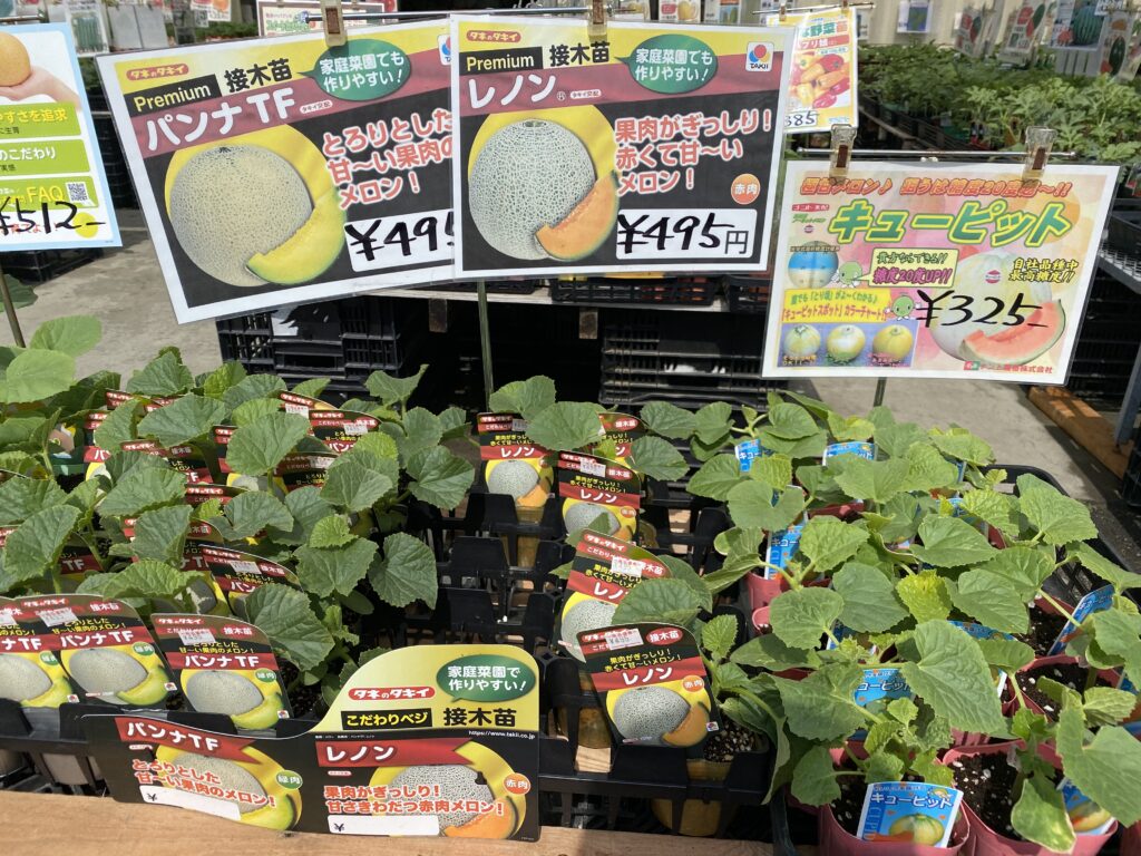 メロンの接ぎ木苗