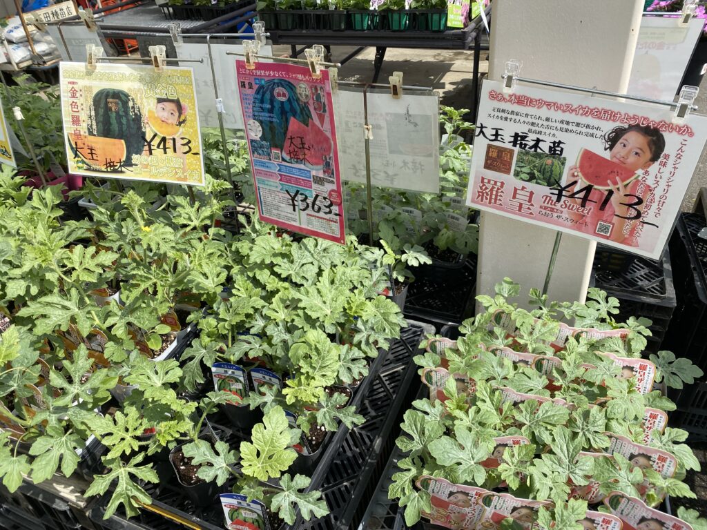 スイカの接ぎ木苗