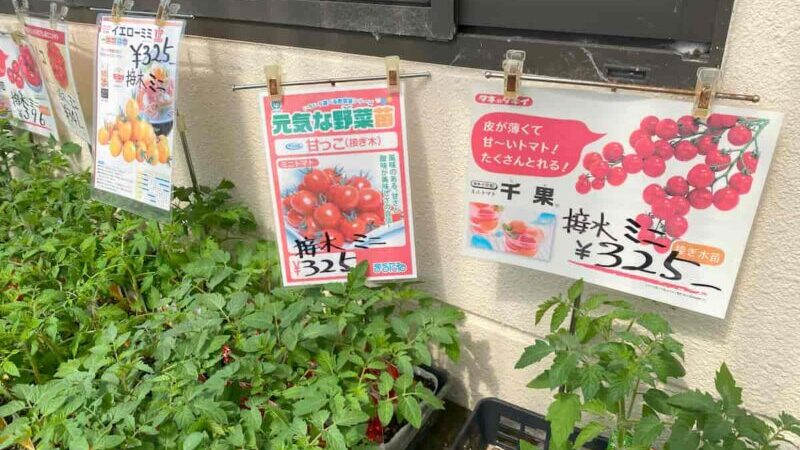 トマトの接ぎ木苗