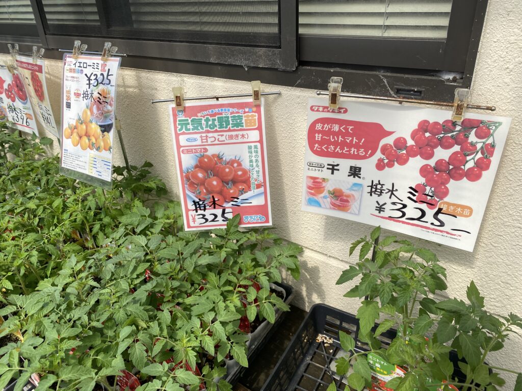 トマトの接ぎ木苗
