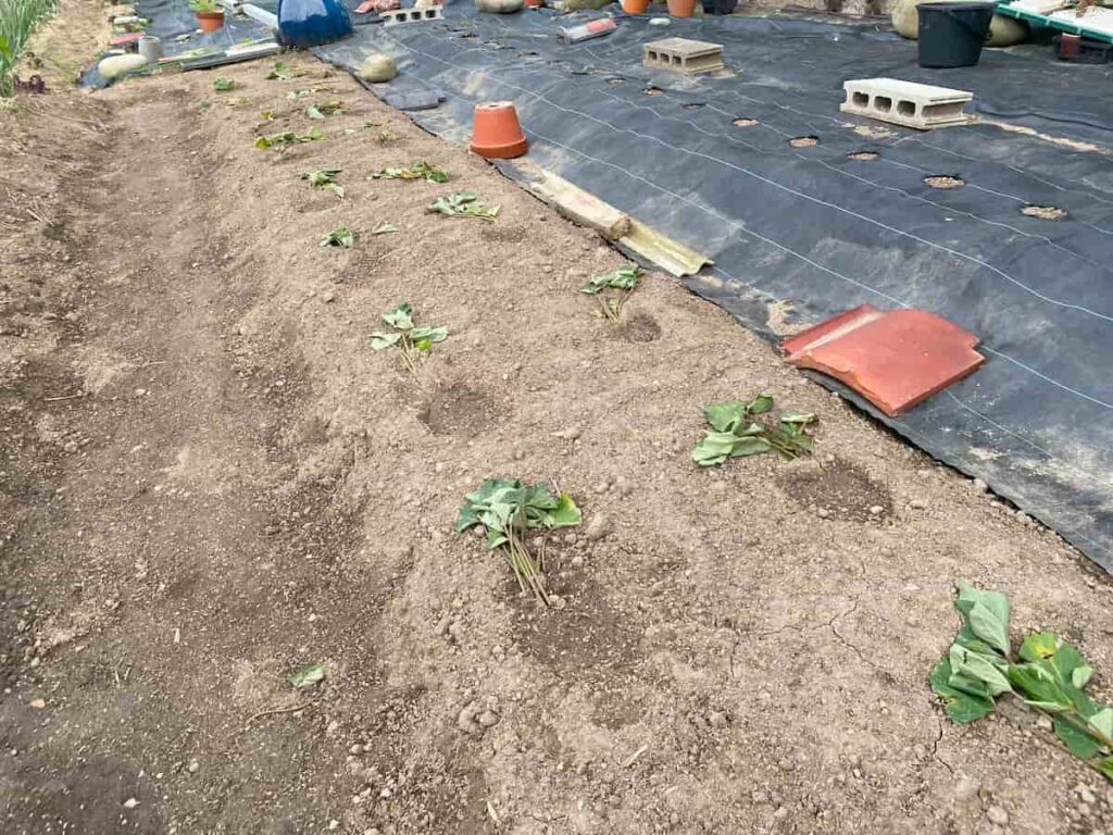 サツマイモ苗の植え付け方法