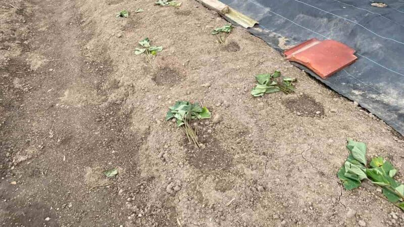 サツマイモ苗の植え付け方法