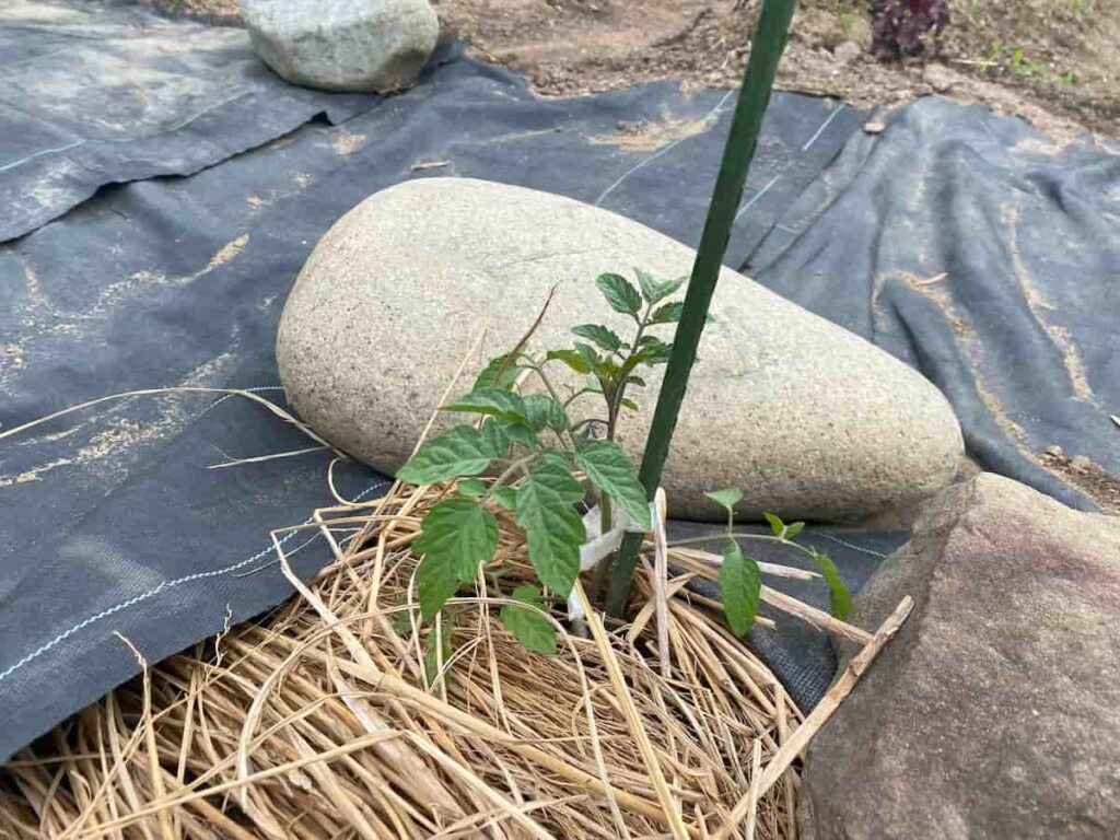 わらマルチと防草シートの写真