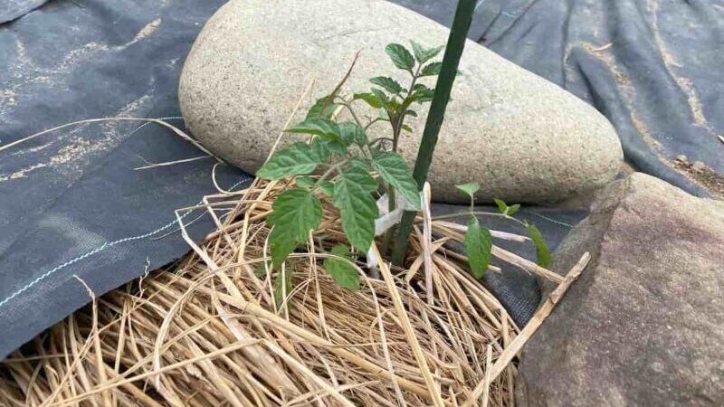 わらマルチと防草シートの写真