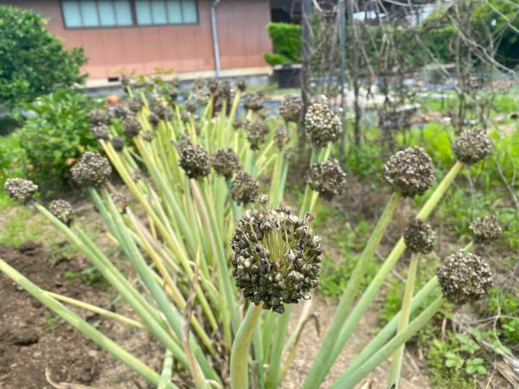 開花後のネギの花から黒いタネが熟し、収穫間近になっている様子