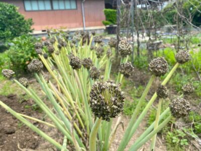 開花後のネギの花から黒いタネが熟し、収穫間近になっている様子