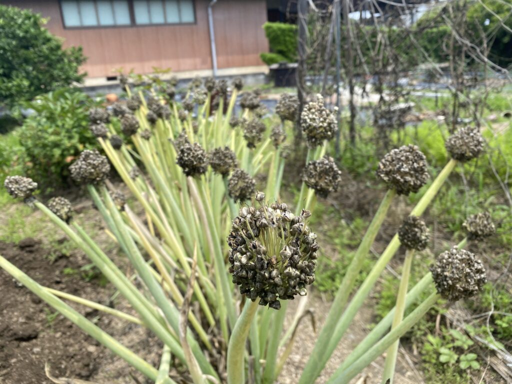 開花後のネギの花から黒いタネが熟し、収穫間近になっている様子