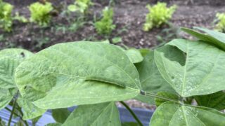 【エダマメの葉が穴だらけ？】葉を食べる緑色の幼虫から大切な野菜を守るやさしい手摘みガイド