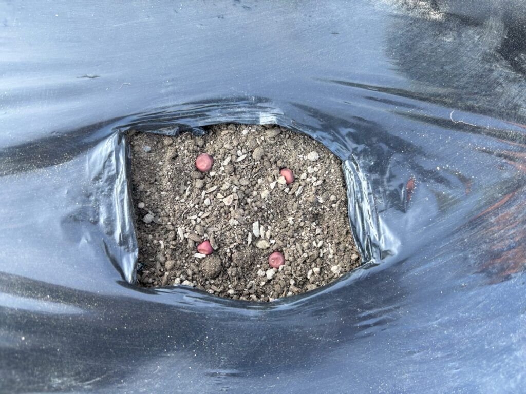 小豆のタネ播き