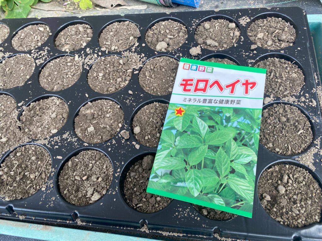 モロヘイヤのポッド播き