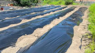 【家庭菜園で気をつけたい】夏の雑草対策に黒マルチを使う方法