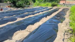 【家庭菜園で気をつけたい】夏の雑草対策に黒マルチを使う方法