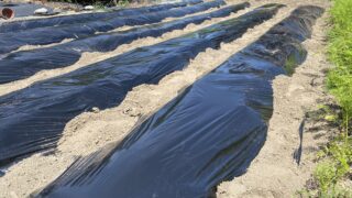 【家庭菜園で気をつけたい】夏の雑草対策に黒マルチを使う方法
