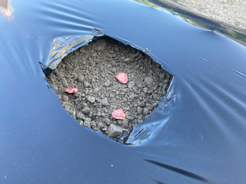 トウモロコシのタネ播き