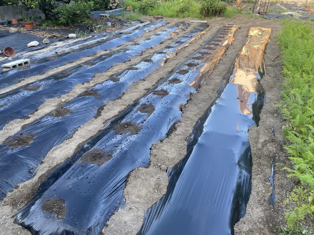 タネ播き後の覆土