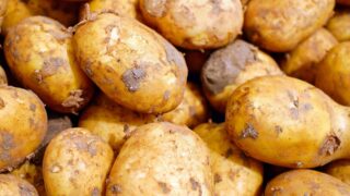 ジャガイモの表面にブツブツ…それって病気?食べれるの