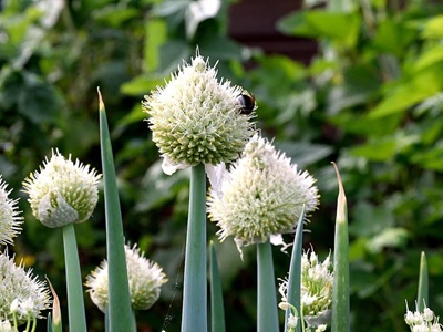 ネギの花
