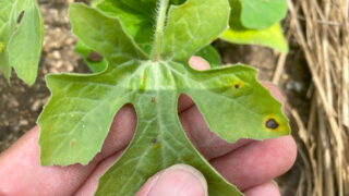【家庭菜園で気をつけたい】炭疽病(たんそびょう)の症状とその対策