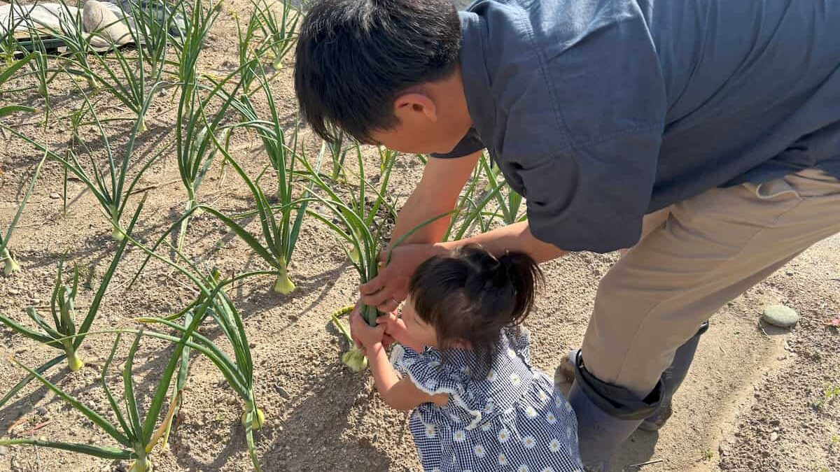 家族でタマネギ収穫