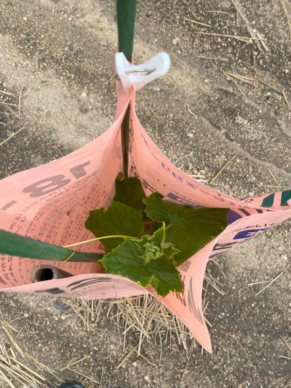 キュウリのあんどん立て