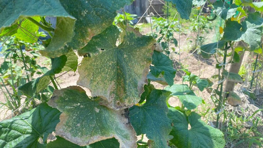 いろはに農園で起こったうどんこ病が蔓延した様子