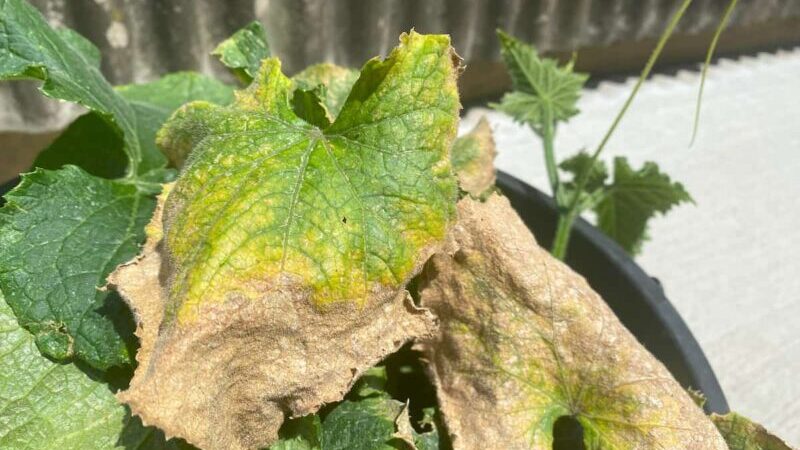 うどんこ病の葉を撤去した写真