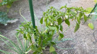 【家庭菜園で夏野菜を守る】苗がしんなりしたら疑いたい青枯れ病とその対策ガイド