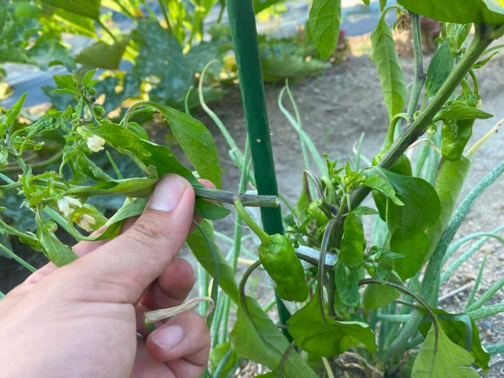 青枯れ病の確認方法（切り方）