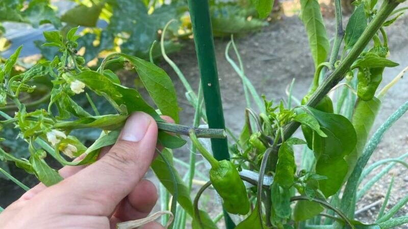 青枯れ病の確認方法（切り方）