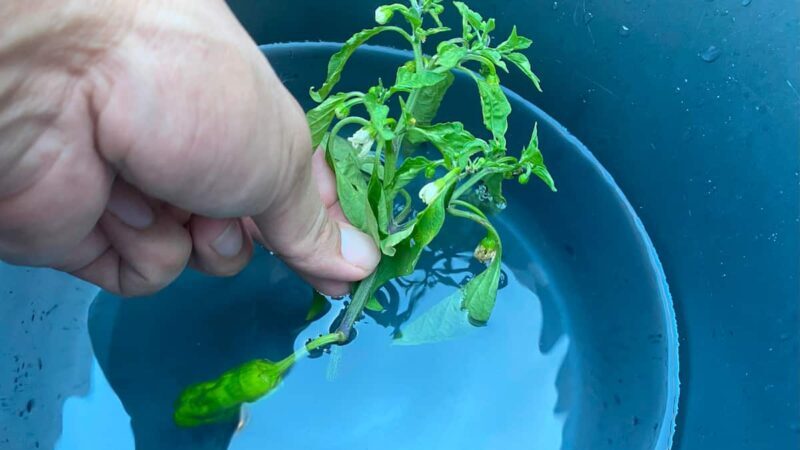 青枯れ病の確認方法