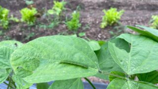 【エダマメの葉が穴だらけ？】葉を食べる緑色の幼虫から大切な野菜を守るやさしい手摘みガイド