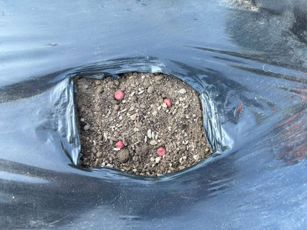 小豆のタネ播き
