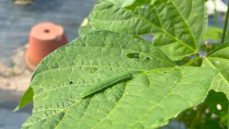 いろはに農園で発見したアオムシ